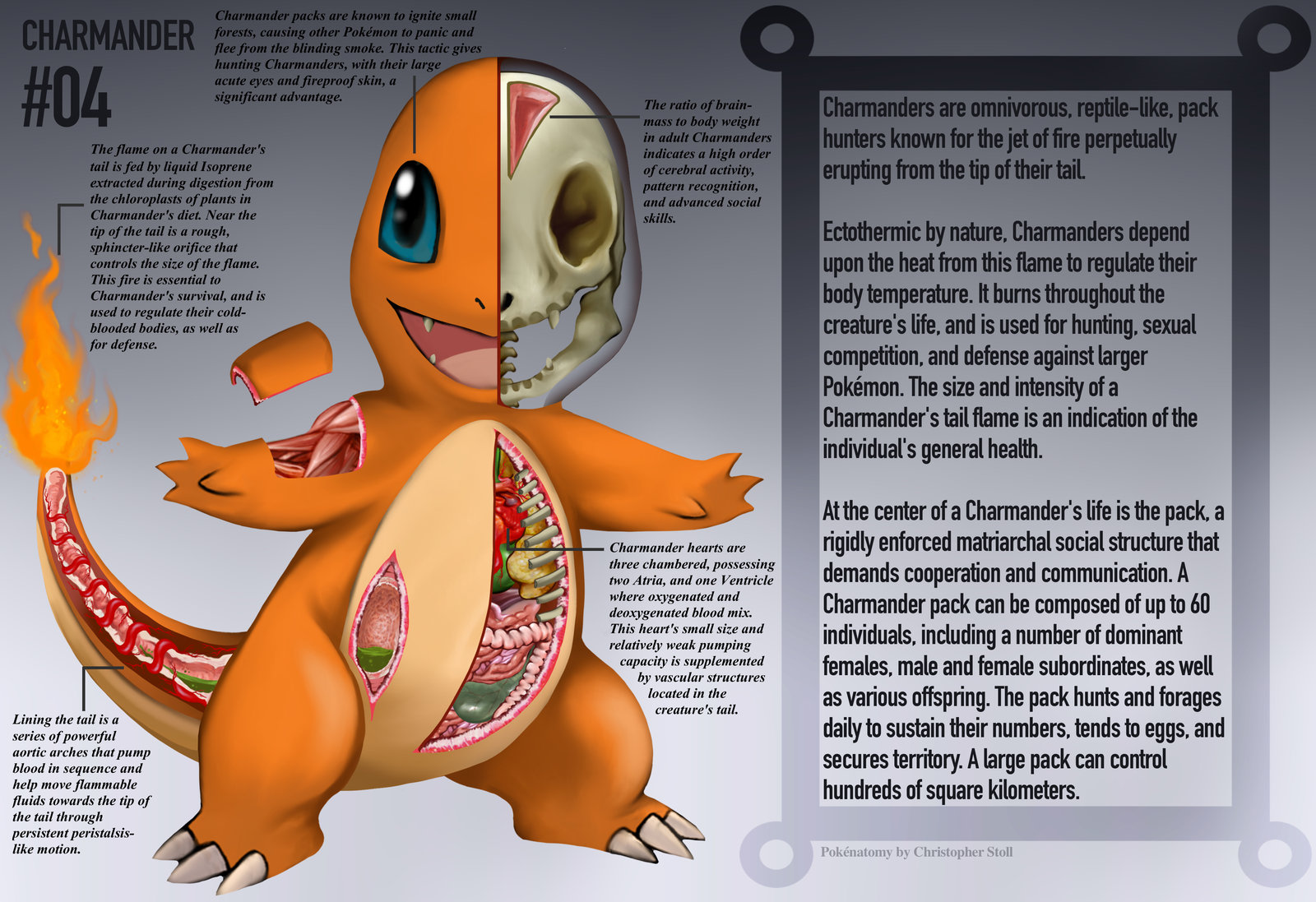 PokeNatomy charmander