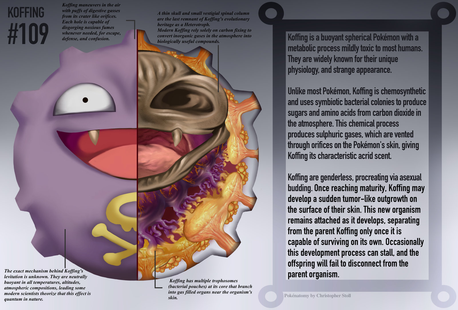 PokeNatomy koffing