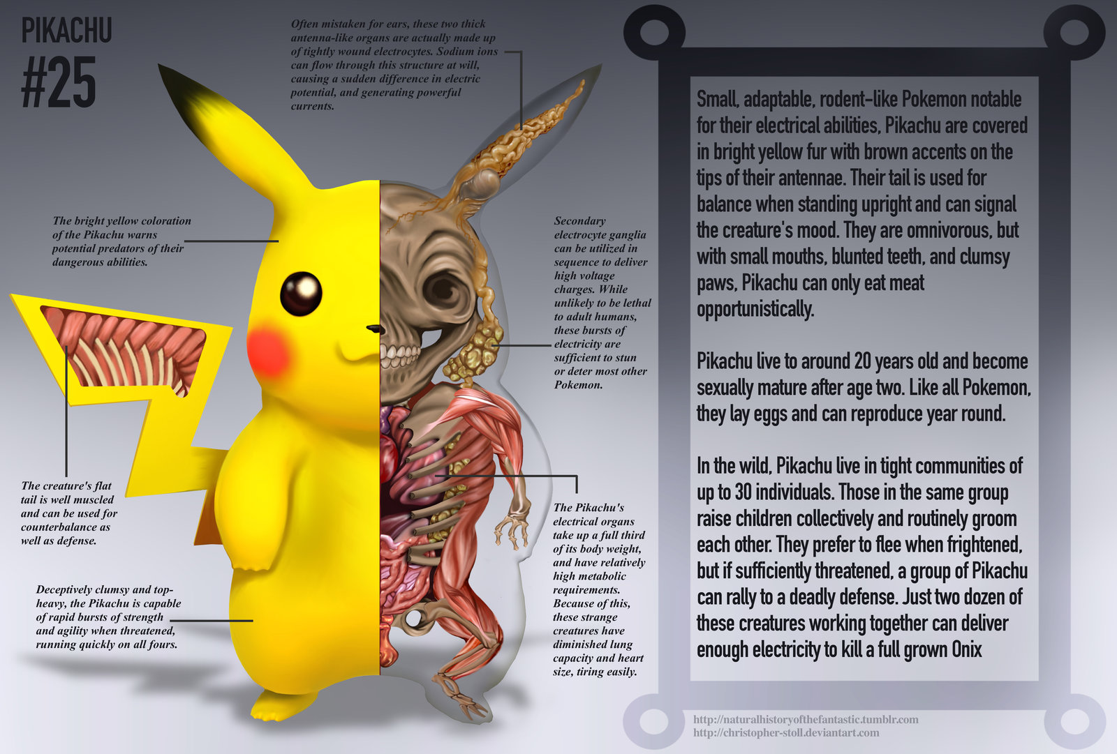 PokeNatomy pikachu