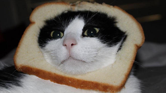 cat bread pane gatto