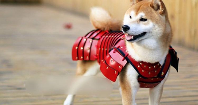 armature per animali