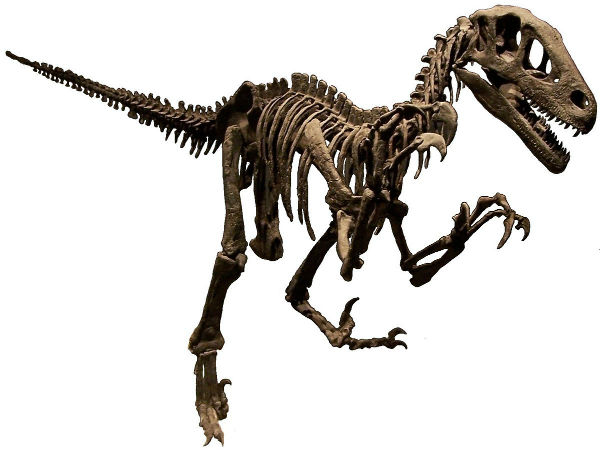 Jurassic Park velociraptor